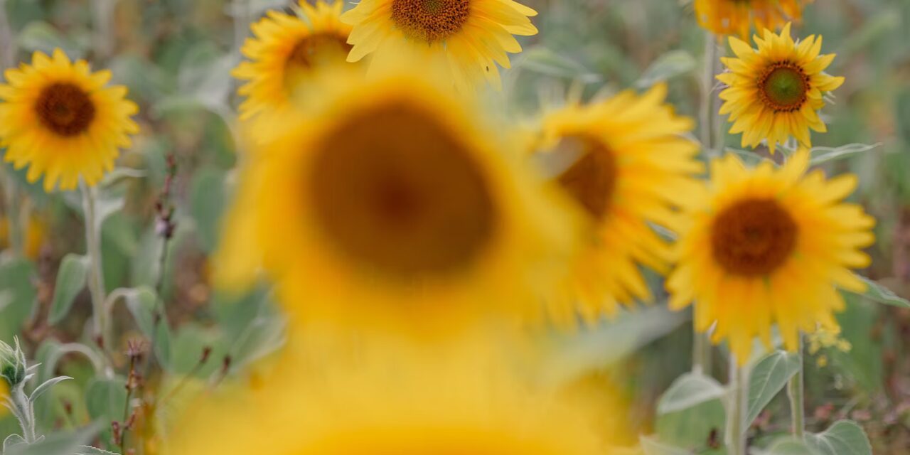 TRIGGER 555: Prophetic Declaration:  Economic Transformation of Papua New Guinea