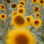 TRIGGER 555: Prophetic Declaration:  Economic Transformation of Papua New Guinea