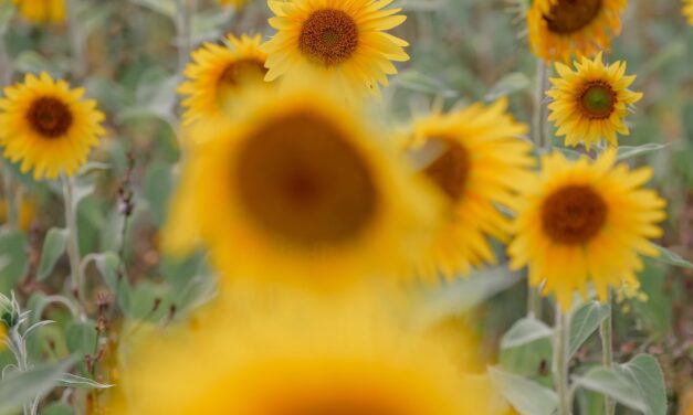 TRIGGER 555: Prophetic Declaration:  Economic Transformation of Papua New Guinea