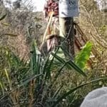 Power restored back to Kulgmumb and three other Mount Hagen communities after eight months